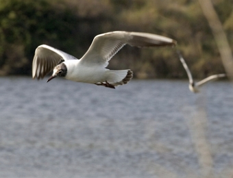 mouette rieuse en vol 5